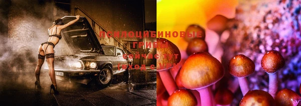 гашик Дмитров